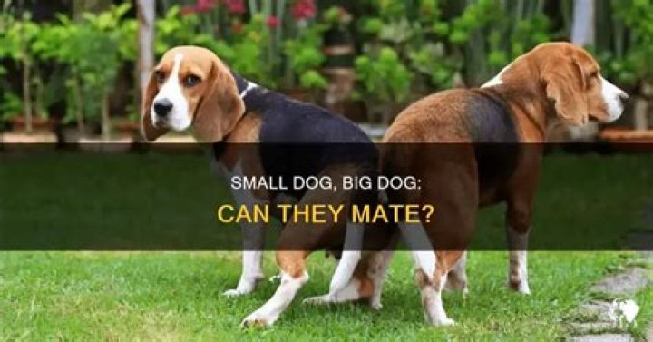What other animal can a dog mate with?