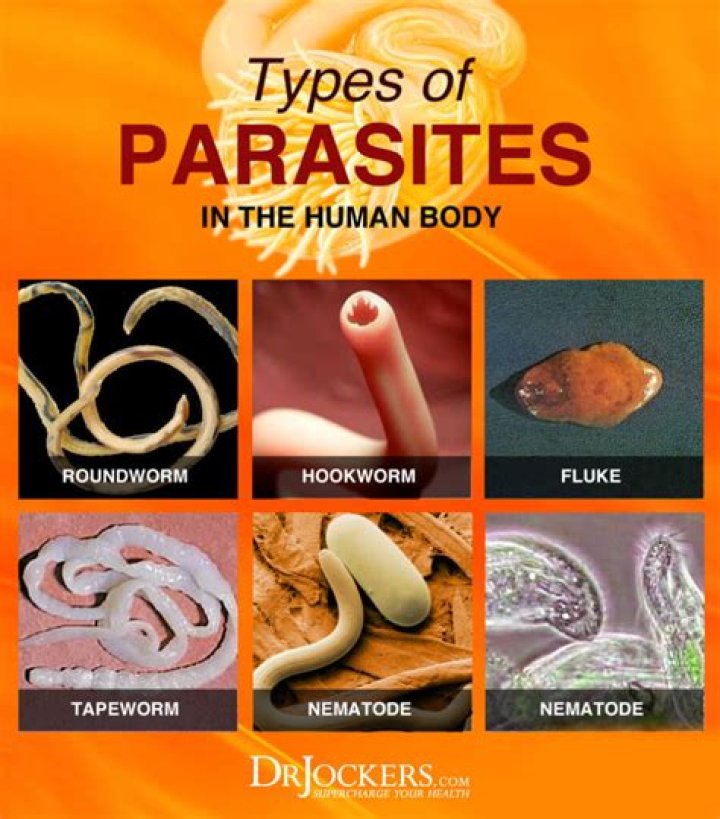 What parasites can live in human hair?