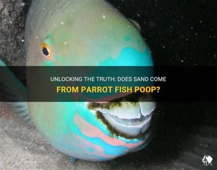 What percentage of sand is parrotfish poop?