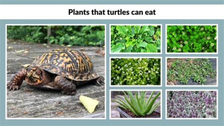 What plants can turtles not eat?