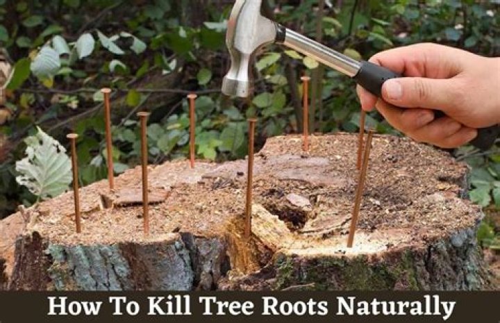 What poison kills tree stumps?