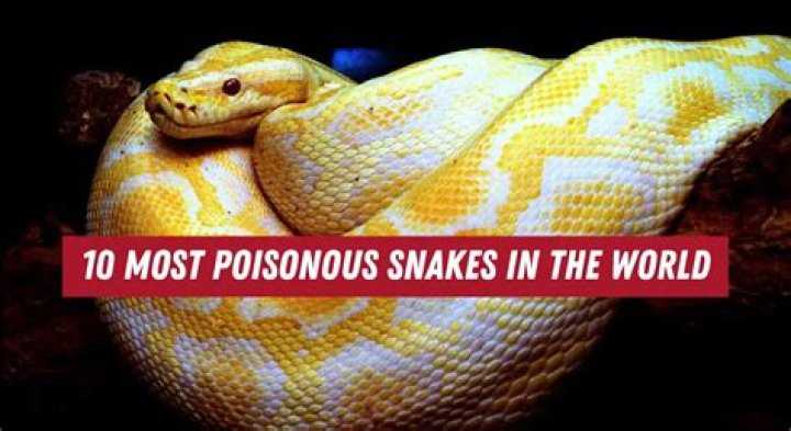 What poisonous snakes live in Tasmania?