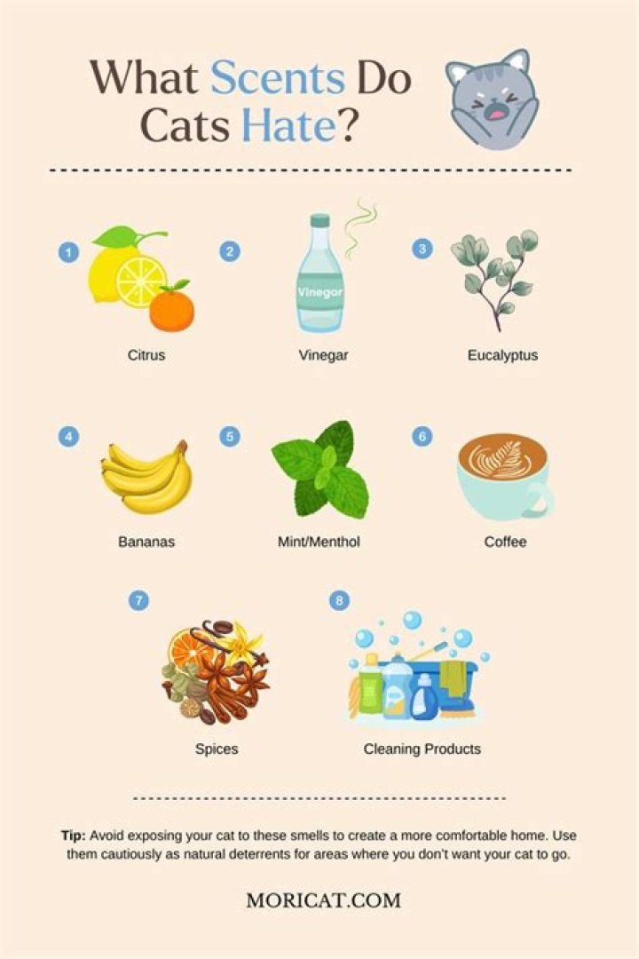 What scents are okay for cats?