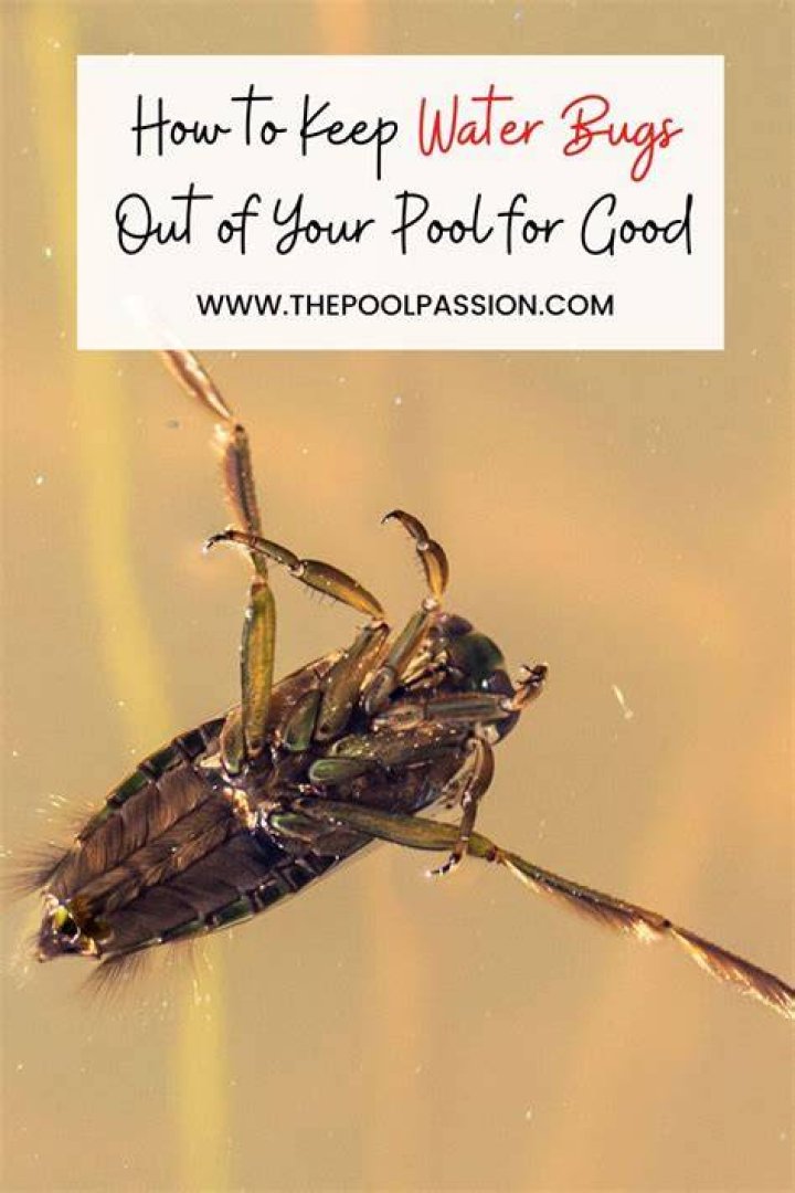 What scents keep water bugs away?