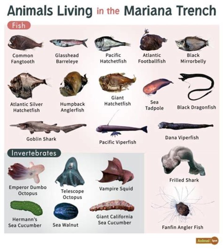 What sea creatures live in the Titanic?