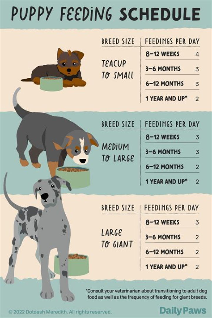 What should a 1 month old puppy know?