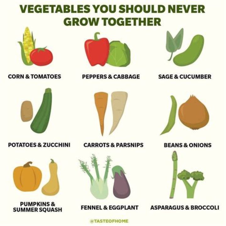 What should not be planted next to zucchini?
