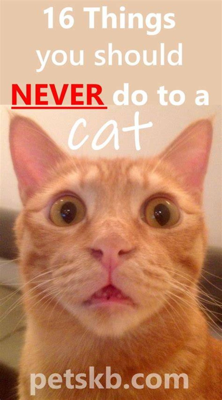 What should you not do to a cat?