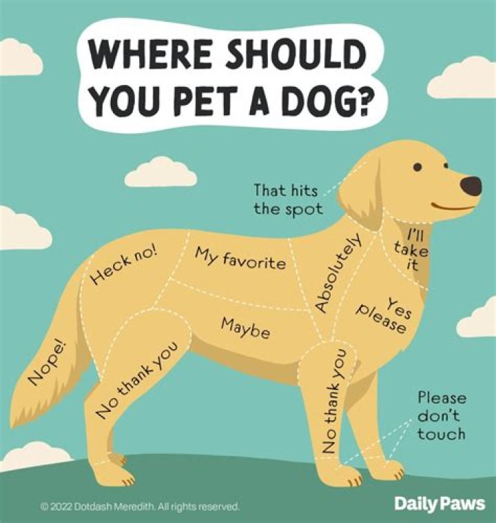 What should you not do with a puppy?