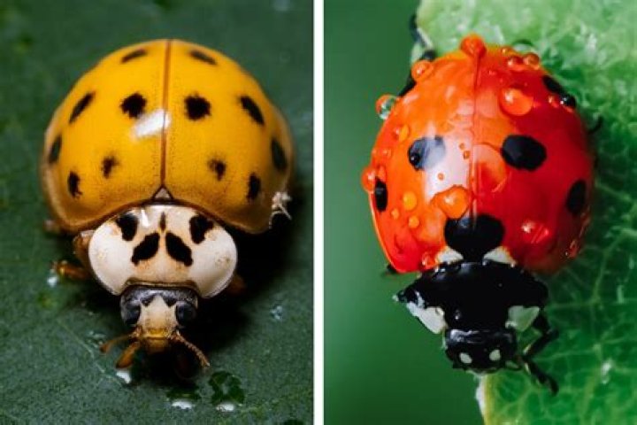 What smell do ladybugs like?