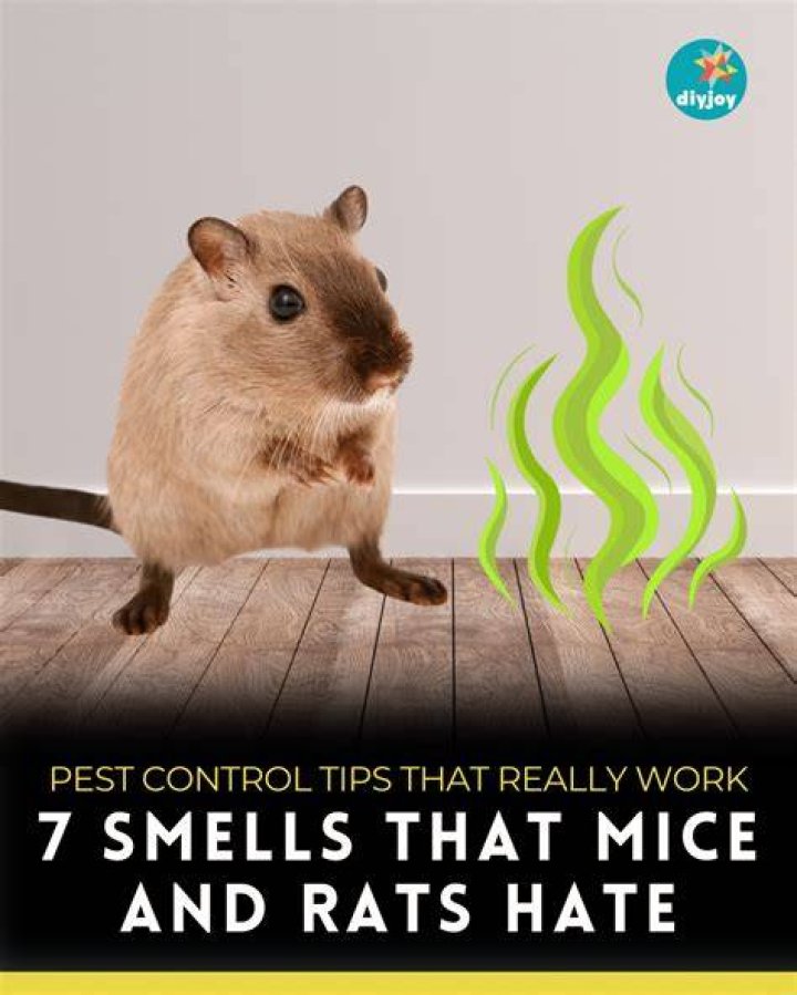 What smells do mice and rats hate?