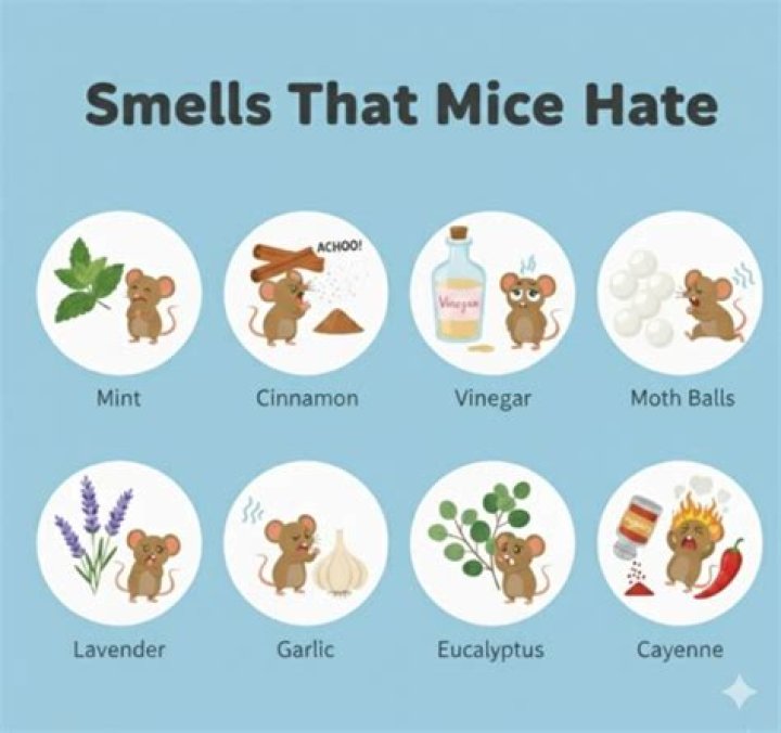 What smells do rats and mice hate?