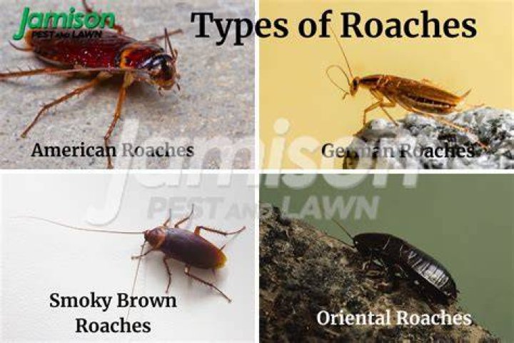 What smells do roaches hate the most?