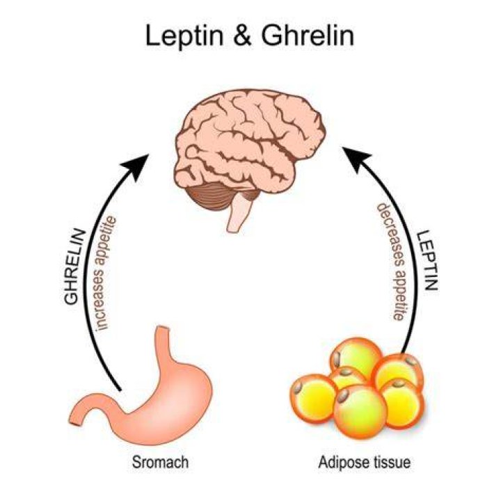 What stimulates leptin?