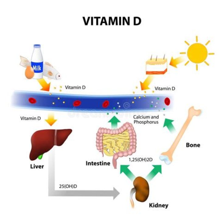 What stops the absorption of vitamin D?