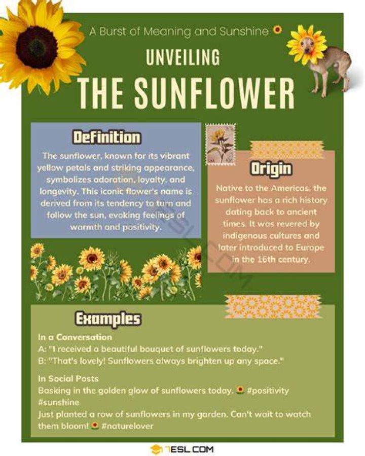 What sunflower means?