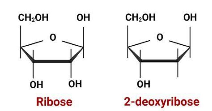 What test would be used to differentiate between pentose and glucose?