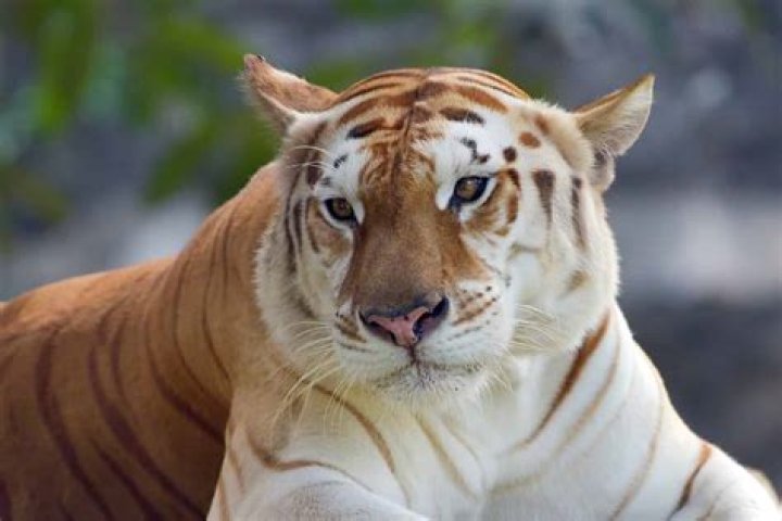 What tiger is the rarest?