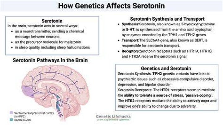 What time of day is serotonin the highest?