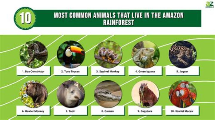 What tribe lived in the Amazon rainforest?