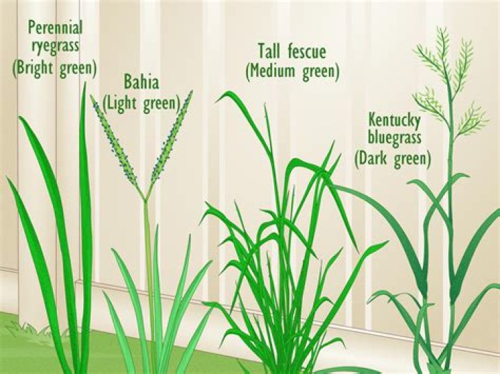 What type of Bermuda grass should I plant?