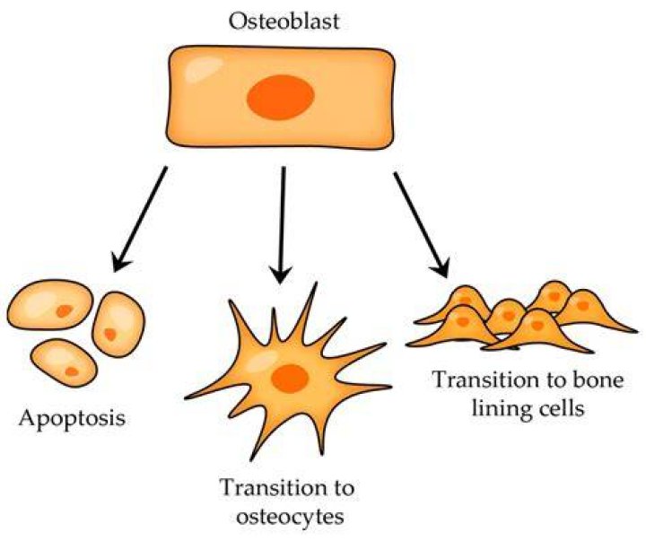 What type of cell differentiates to osteoblasts?