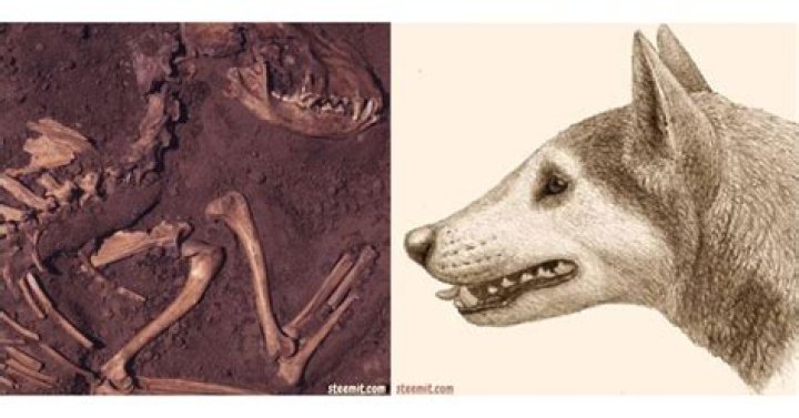 What was the first pet dog?