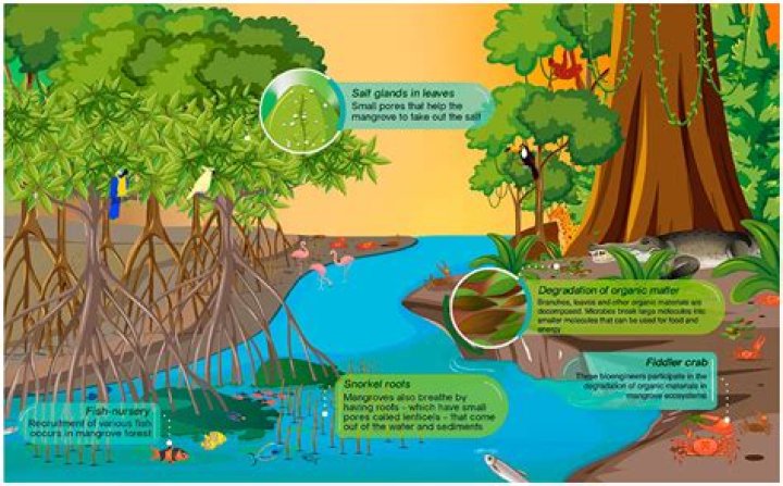 What would happen without mangroves?