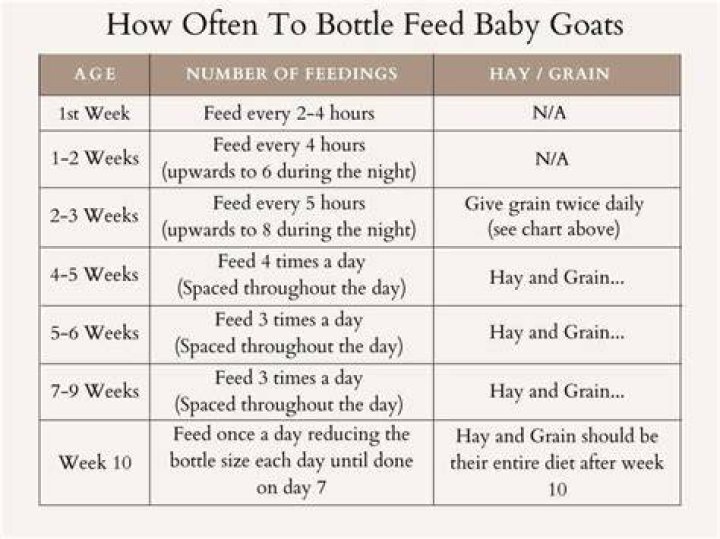 When can baby goats start eating grain?