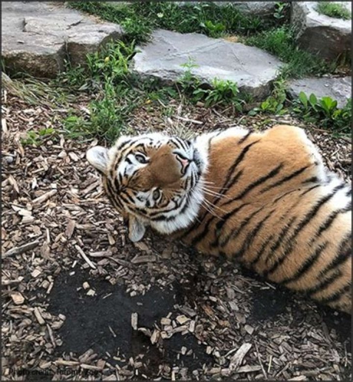 When did Tiger switch to Bridgestone?