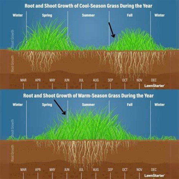 When should I put grass seed down in the spring?