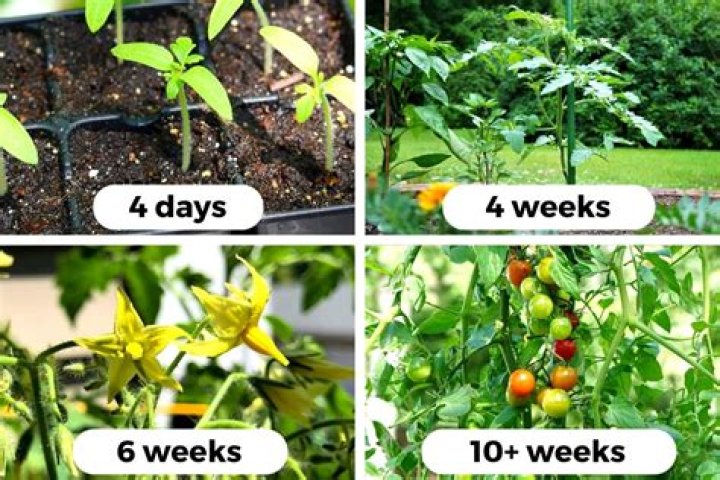 When should I start tying my tomato plants?