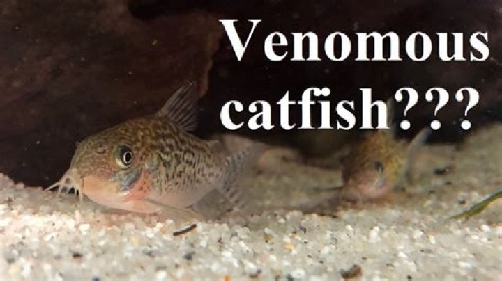 Where are catfish poisonous?