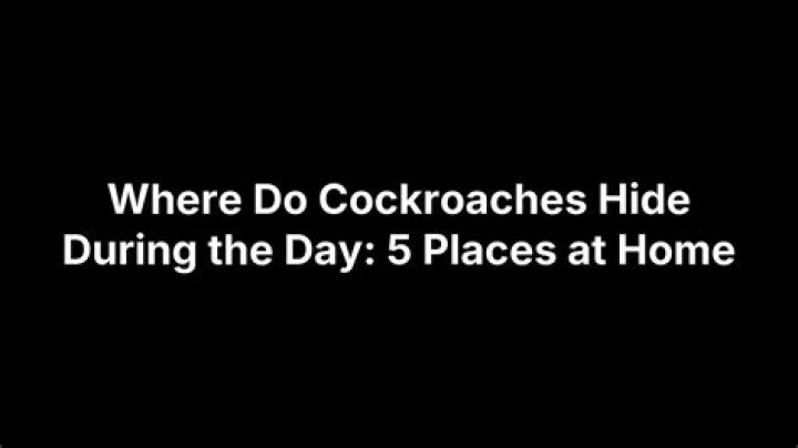 Where do bats hide in the day?