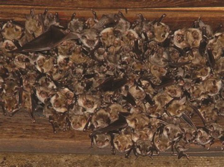 Where do bats nest?