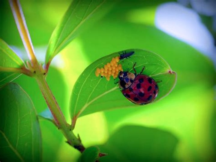 Where do ladybugs nest?