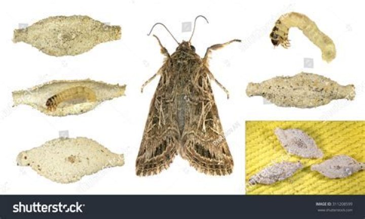 Where do moths lay their eggs in the house?
