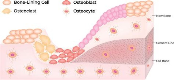 Where do osteoblasts reside?