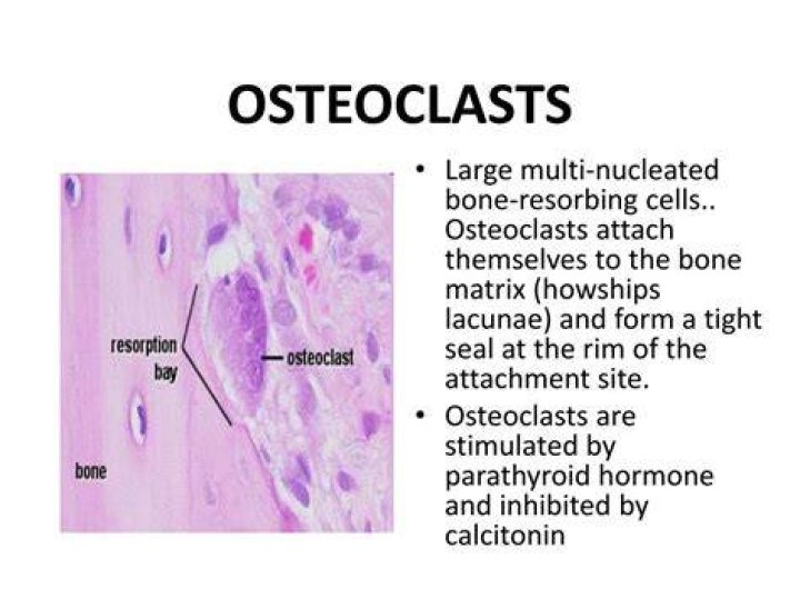 Where do osteoclasts reside?