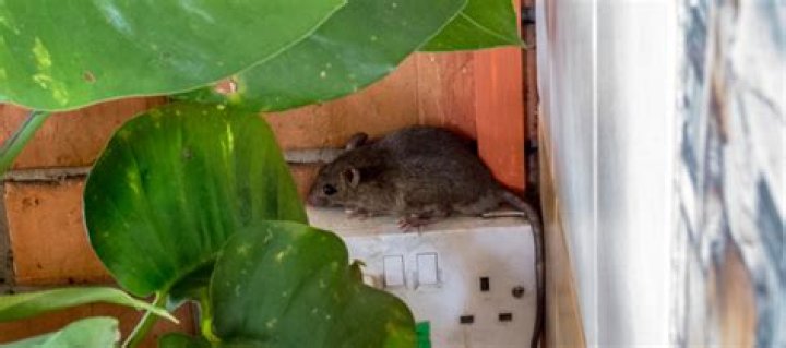 Where do rats hide during the day?