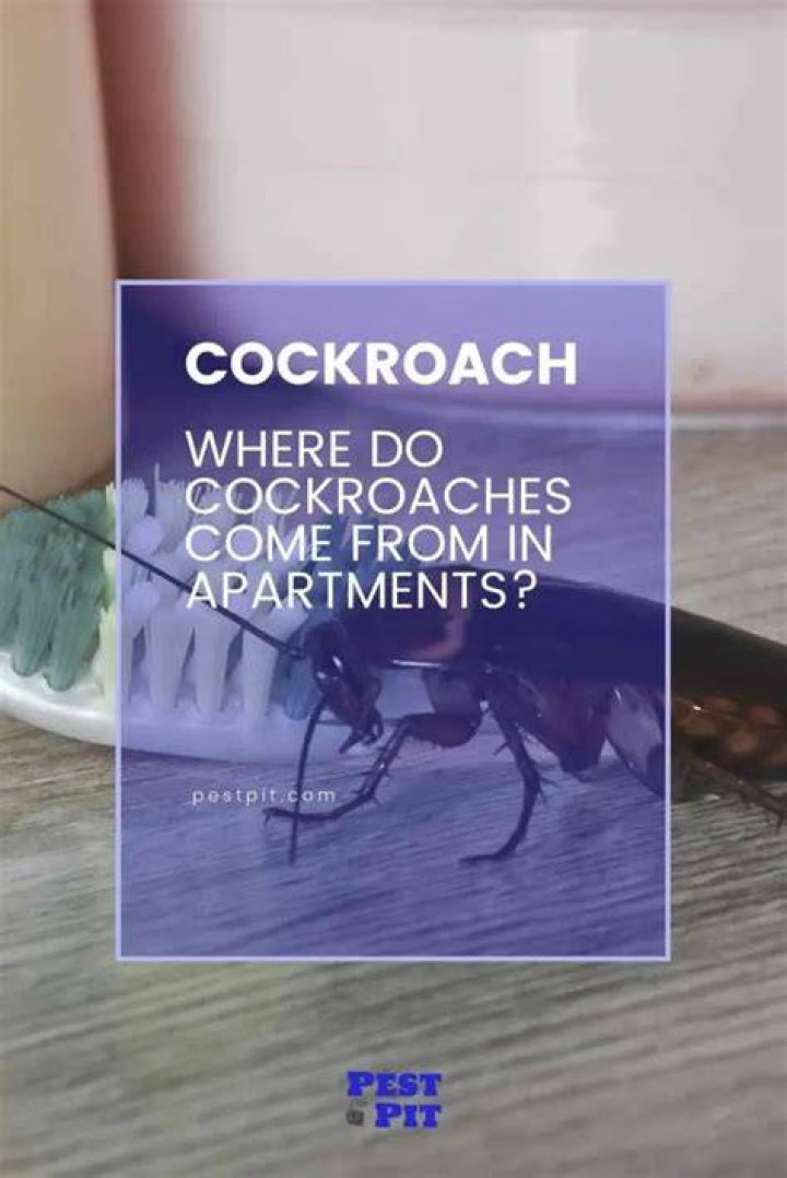 Where do roaches come from in bedroom?