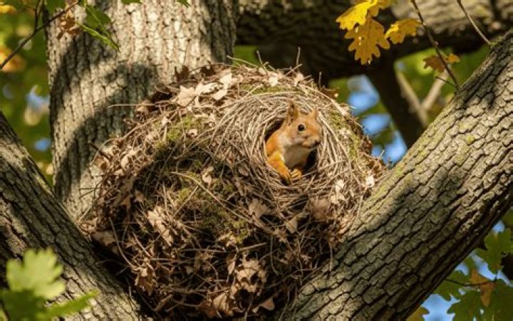 Where do squirrels sleep?