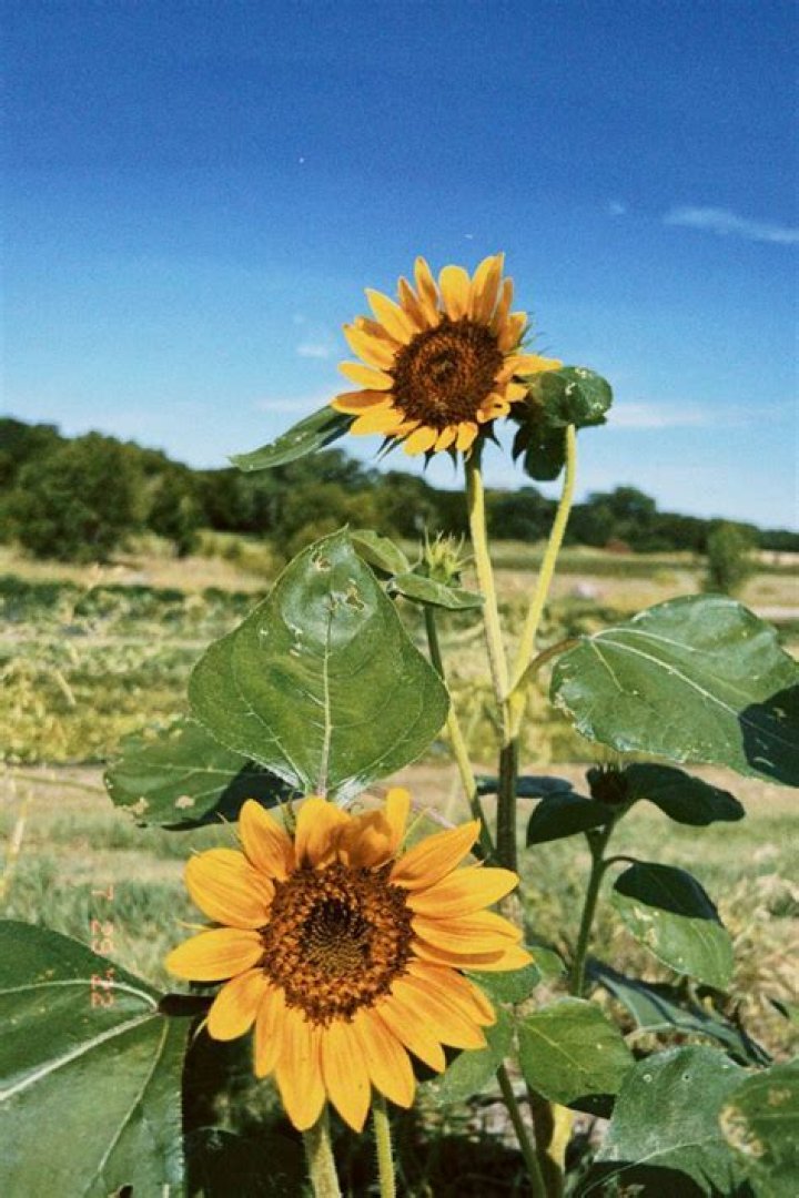 Where do sunflowers come from originally?