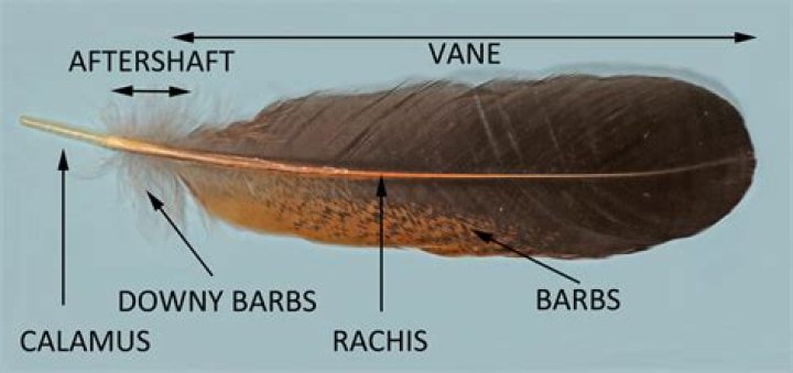 Where do the feathers in down jackets come from?