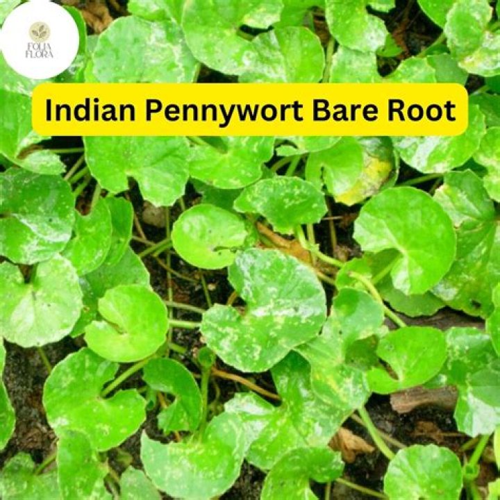 Where does pennywort grow?