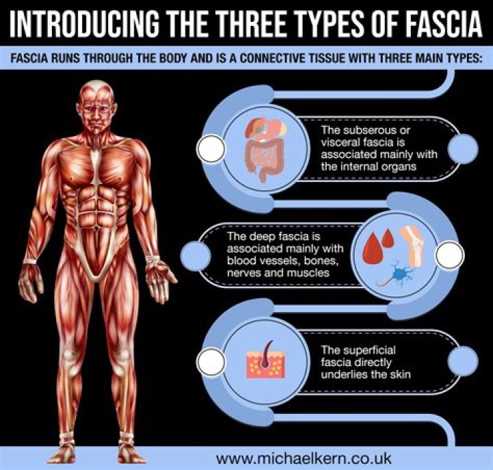 Where is the fascia located?