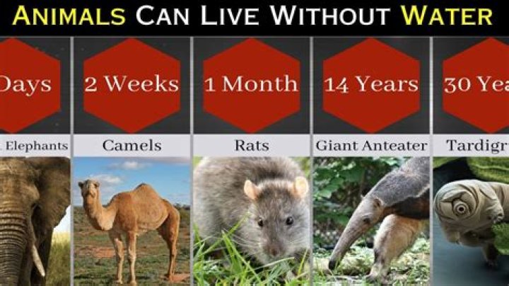 Which animal can live without water for lifetime?