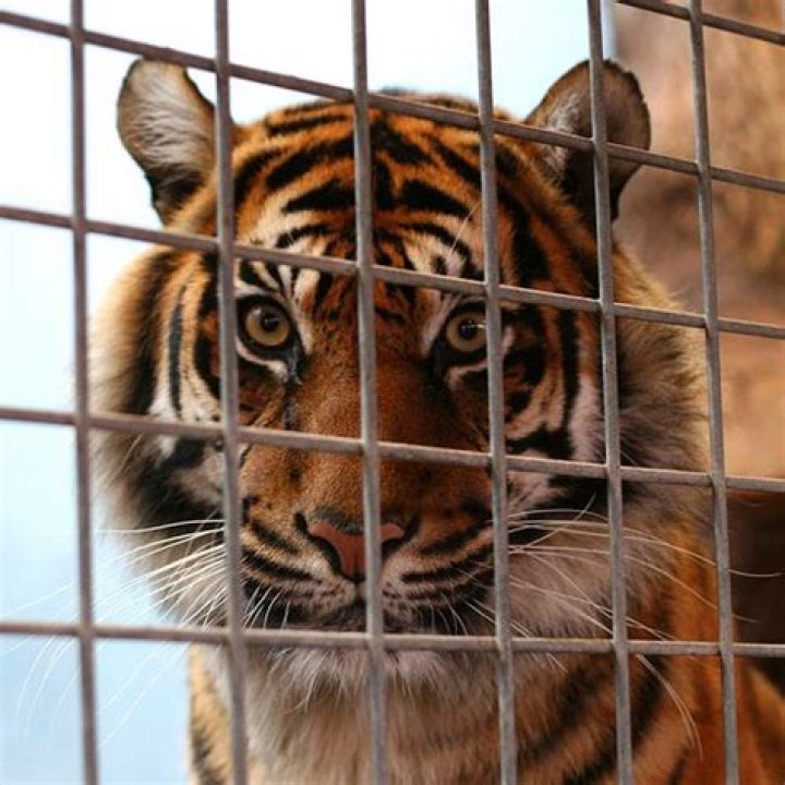 Which animal is tiger afraid of?