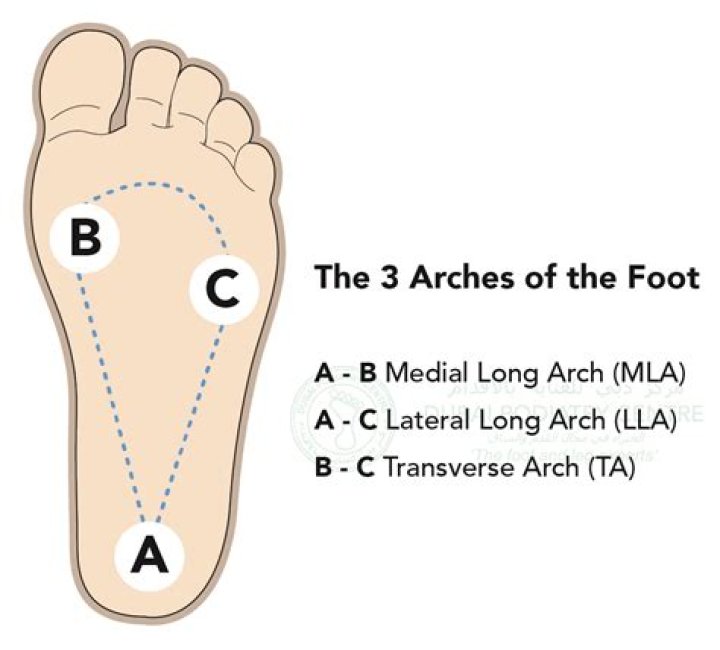 Which arch is the highest of the three foot arches?