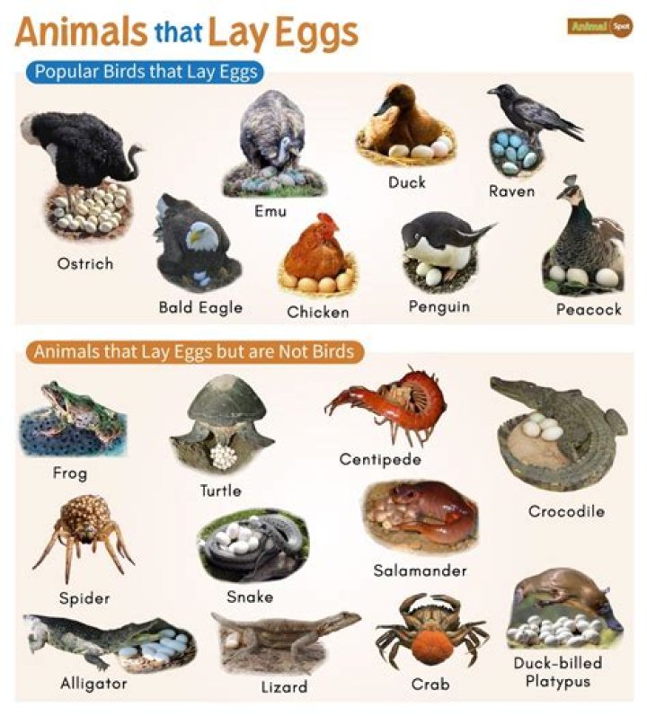 Which bird lays one egg in two years?